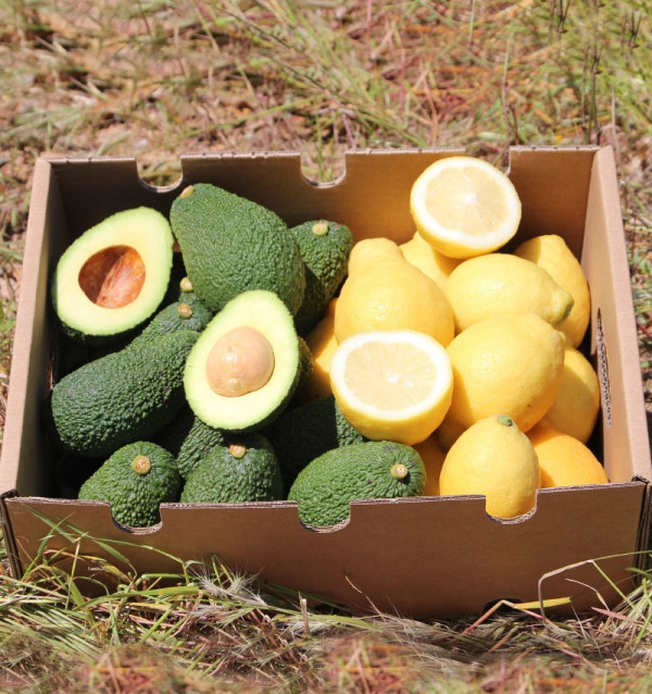 Limones y Aguacates online al mejor precio