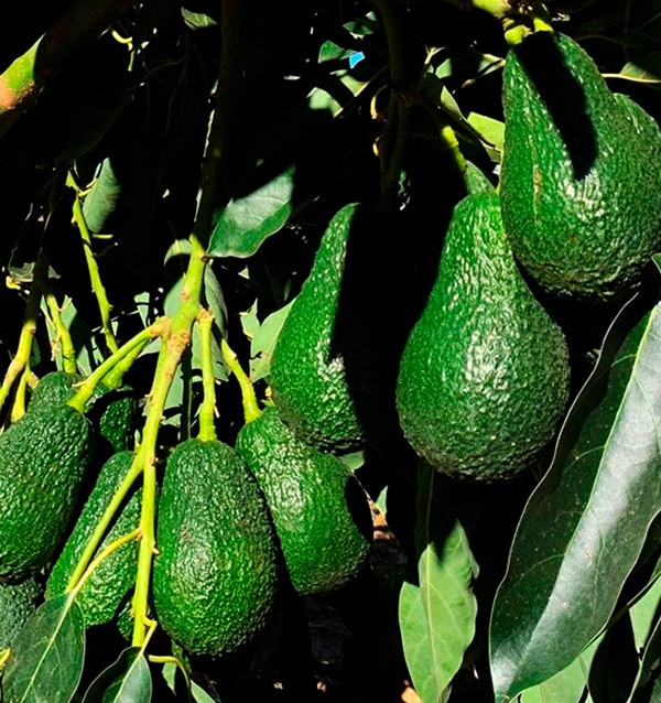 Frühstück mit Avocados: Paket Avocados, Zitronen und Orangen