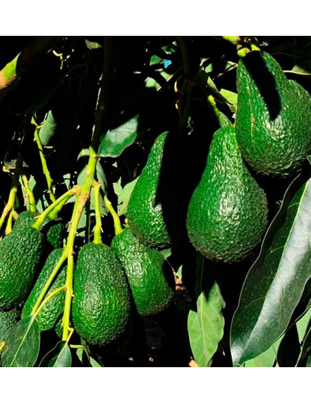 Frühstück mit Avocados: Paket Avocados, Zitronen und Orangen