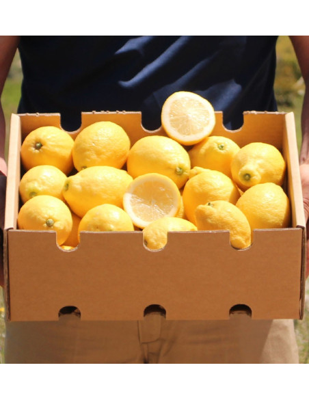 Comprar Limones Online | Limones Frescos Directamente del Campo