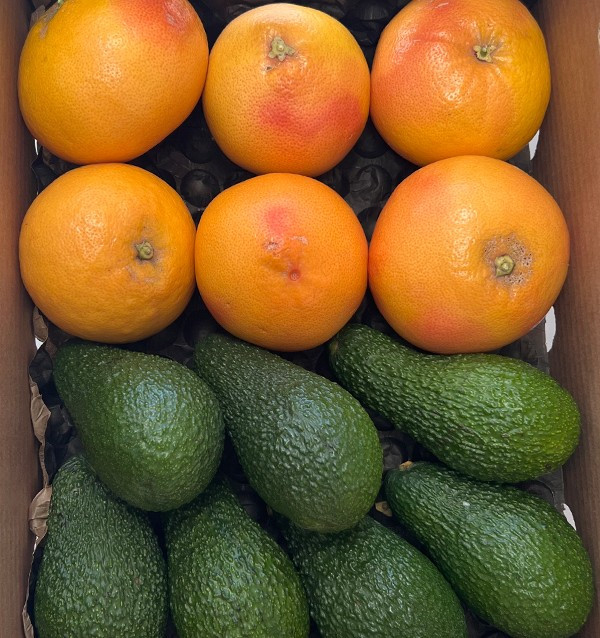 Grapefruits und Avocados vom Feld zu Ihnen nach Hause