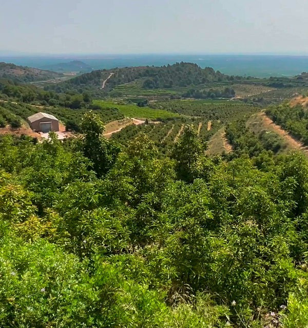 Apadrinhe uma árvore de abacate