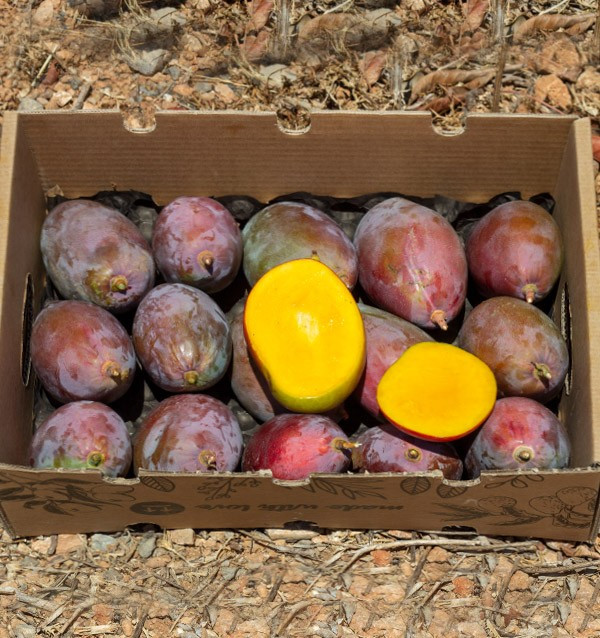 Comprar Mangos Online | La mejor selección de mangos frescos