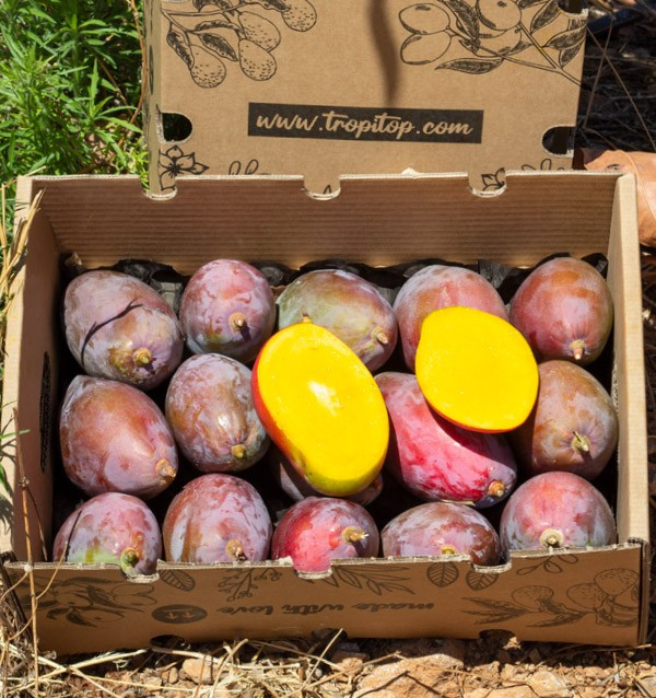 Comprar caja de Mangos