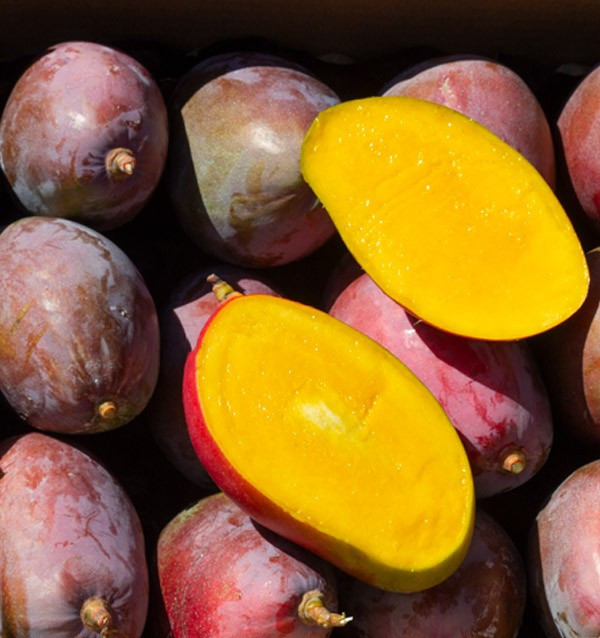 Mango Osteen