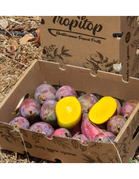Comprar Mangos Online | La mejor selección de mangos frescos