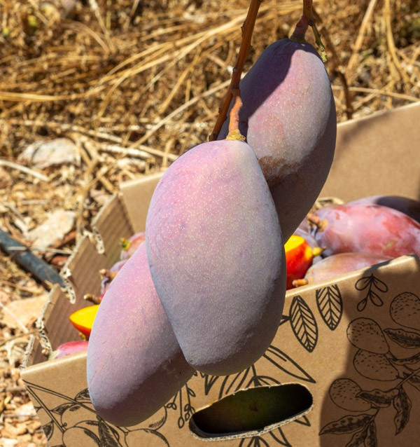 Mangos colgando del arbol