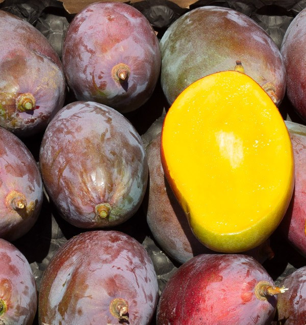 Mango Osteen detalle
