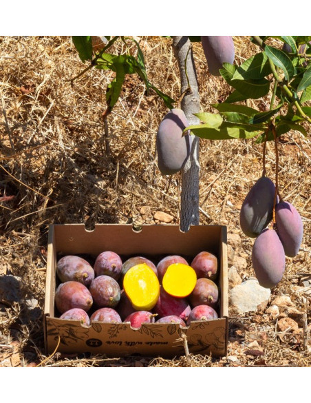 Acquista Mangos Online | La Migliore Selezione di Mango Freschi