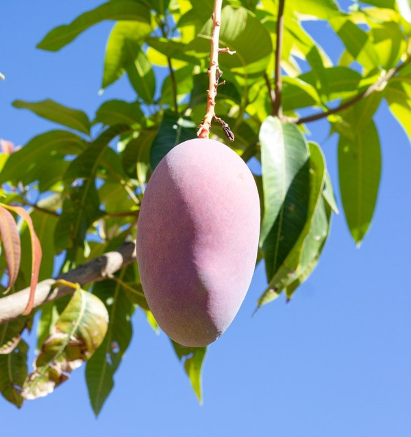Mango Osteen