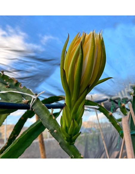 Drachenfrucht Online Kaufen