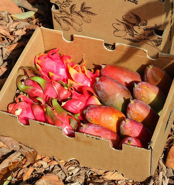 Buy pitaya and mangoes