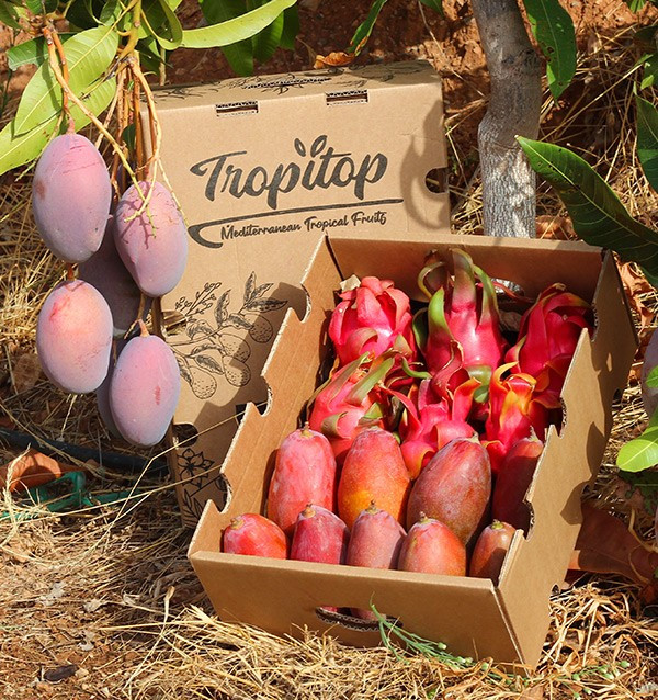 Buy pitaya and mangoes