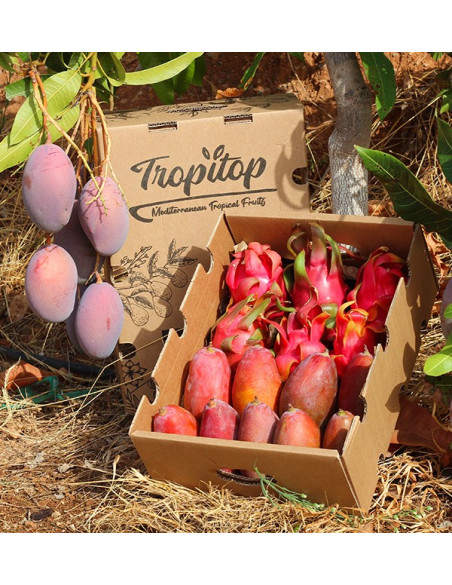 Pitaya e Mango Tropitop