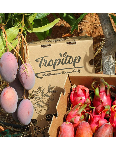 Buy pitaya and mangoes