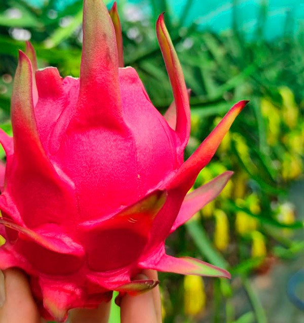 Buy pitaya and mangoes