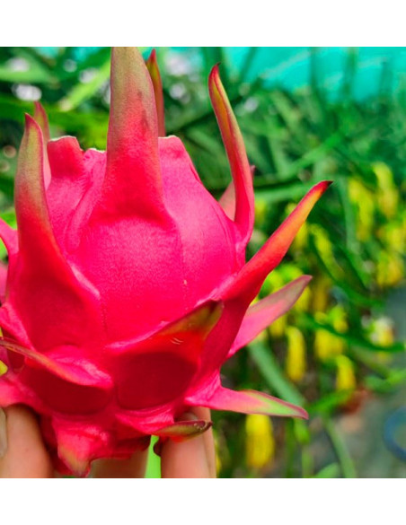 Buy pitaya and mangoes