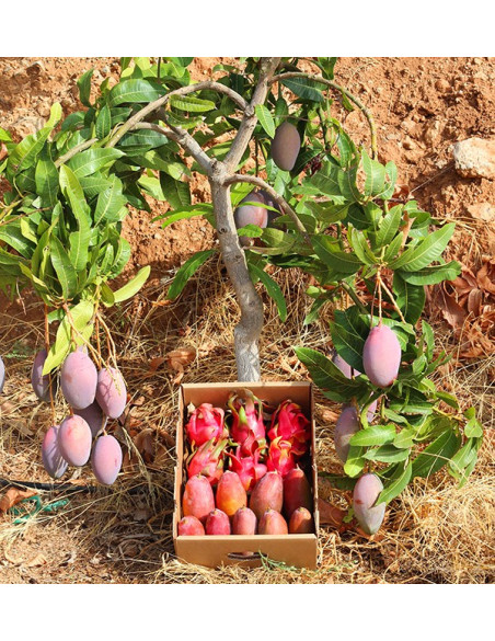 Comprar Pitahayas y Mangos