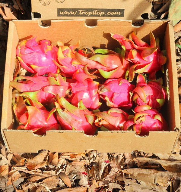 Drachenfrucht Online Kaufen