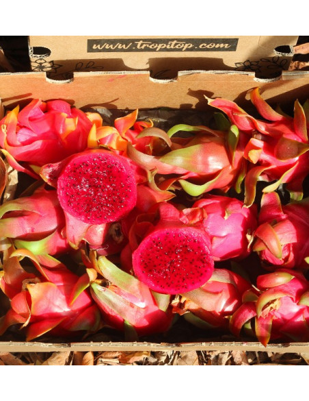 Comprar Pitahayas Online | Fruta del dragón fresca y llena de sabor