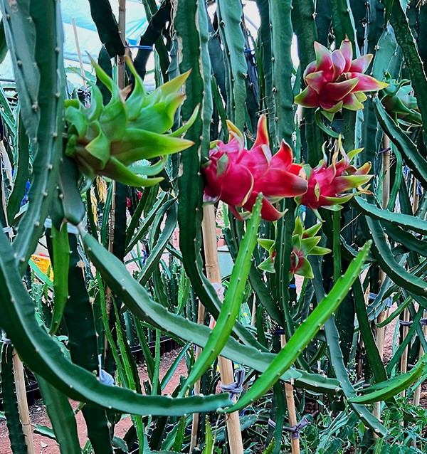 Acquista Pitahaya Online | Gusto Esotico Direttamente a Casa Tua