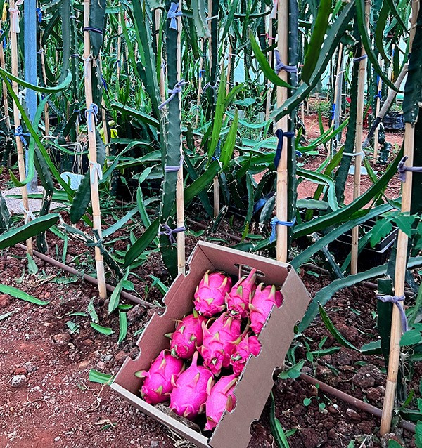 Comprar Pitahayas Online | Fruta del dragón fresca y llena de sabor