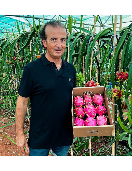 Acquista Pitahaya Online | Gusto Esotico Direttamente a Casa Tua