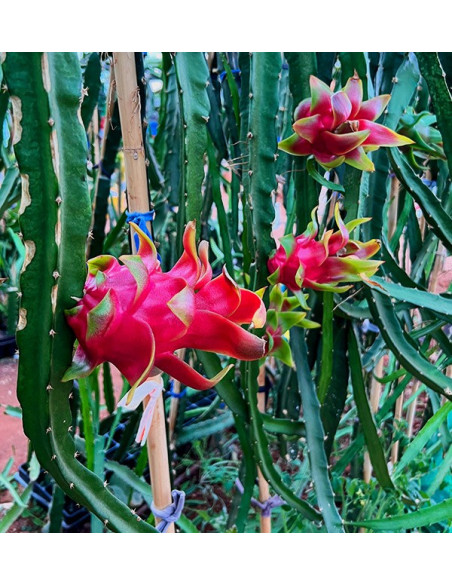 Comprar Pitahayas Online | Fruta del dragón fresca y llena de sabor