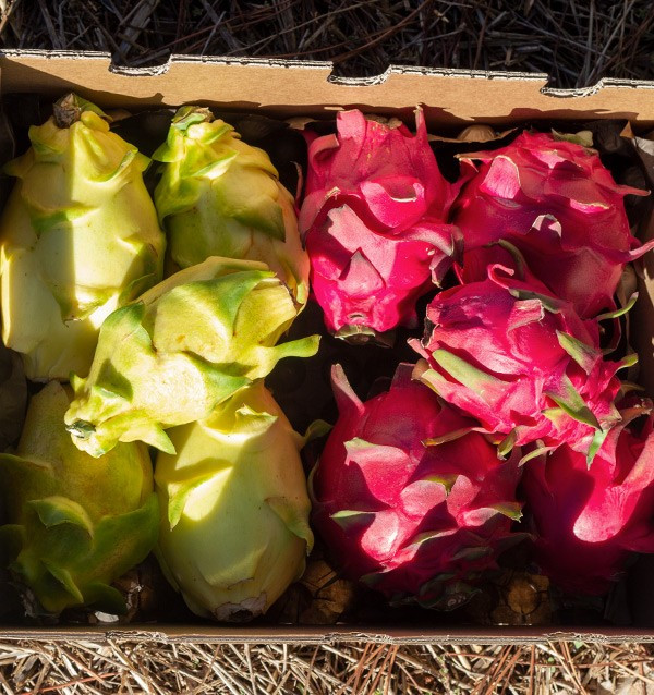 Buy Pitahayas Online | Fresh Dragon Fruit Bursting with Flavor 2