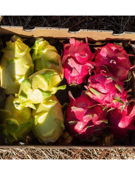 Acheter des pitayas en ligne