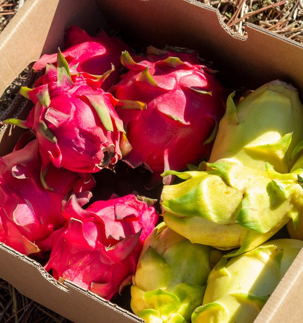 Acquista Pitahaya Online | Gusto Esotico Direttamente a Casa Tua
