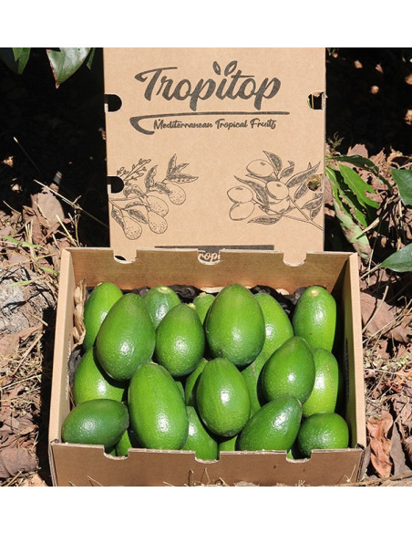 Acheter des Avocats à Peau Lisse | Fruit Tropical En Ligne chez Tropitop