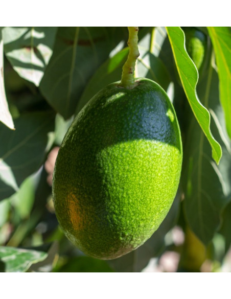 Acquistare Avocado a Buccia Liscia | Frutta Tropicale Online su Tropitop