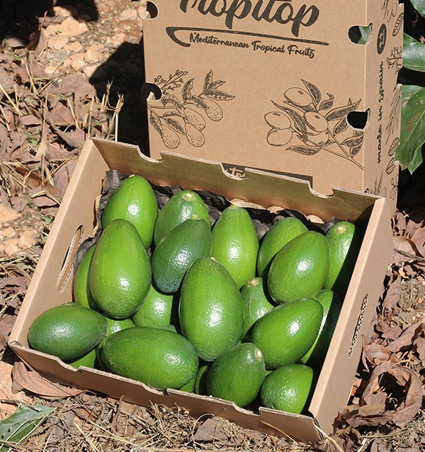 Buy Smooth Skin Avocados| Buy online directly from our fields