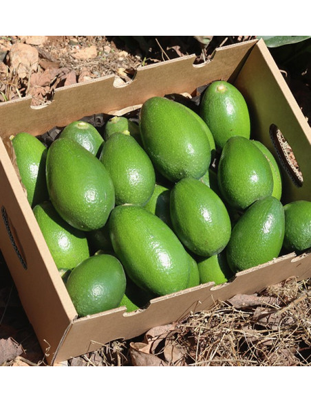 Comprar Aguacates Piel Lisa | Fruta Tropical Online en Tropitop