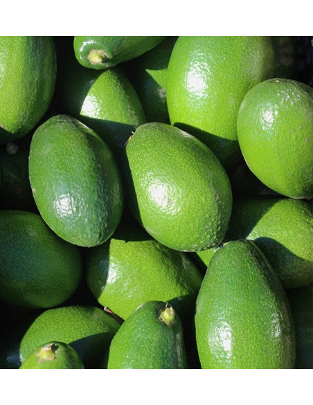 Comprar Aguacates Piel Lisa | Fruta Tropical Online en Tropitop