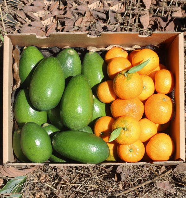 Avocats bacon et mandarines clémentines