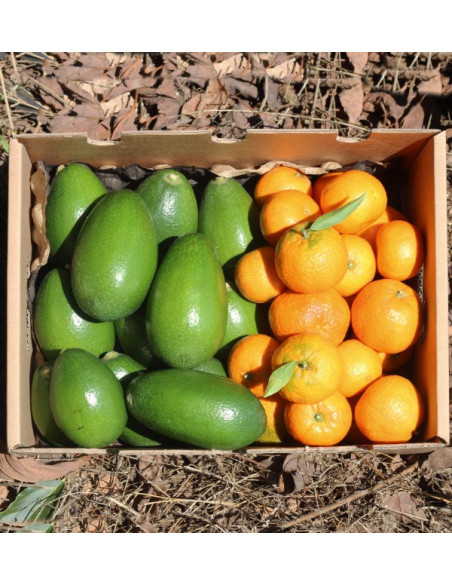 Avocats bacon et mandarines clémentines