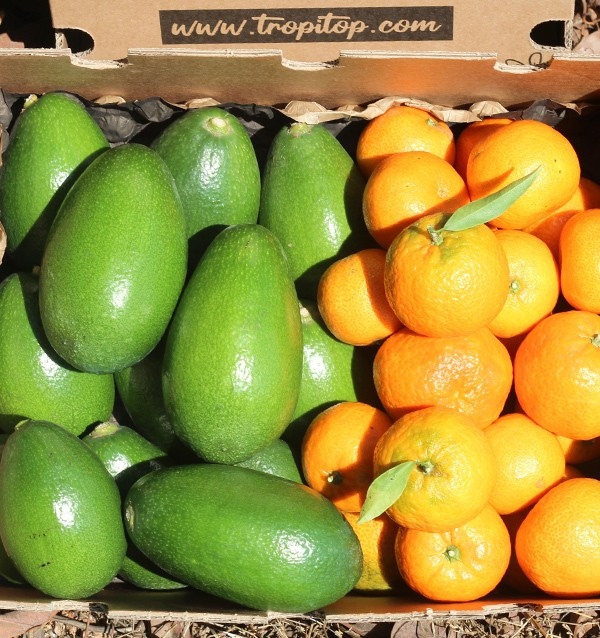 Mix avocado bacon e clementine