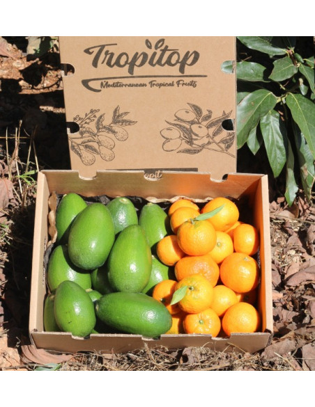 Avocats bacon et mandarines clémentines