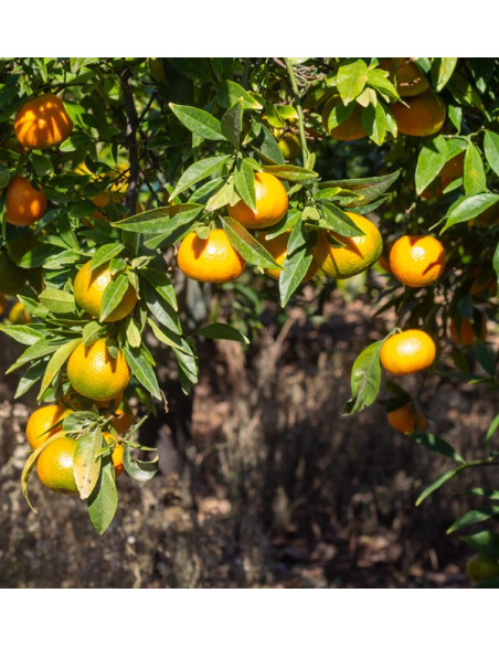 Compre Tangerinas Clementina online