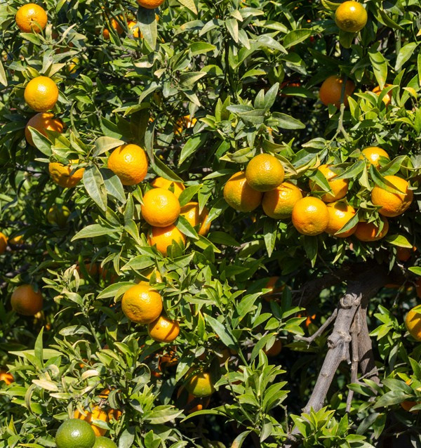Compre Tangerinas Clementina online