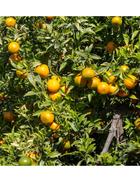 Compre Tangerinas Clementina online