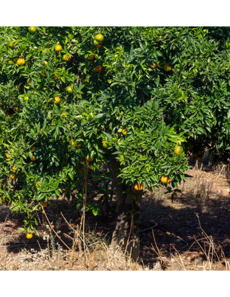 Compre Tangerinas Clementina online
