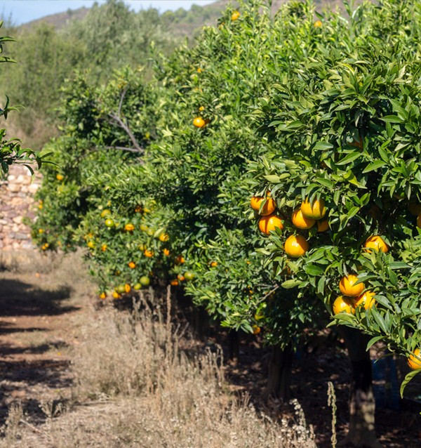 Compre Tangerinas Clementina online