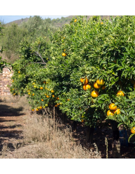 Compre Tangerinas Clementina online