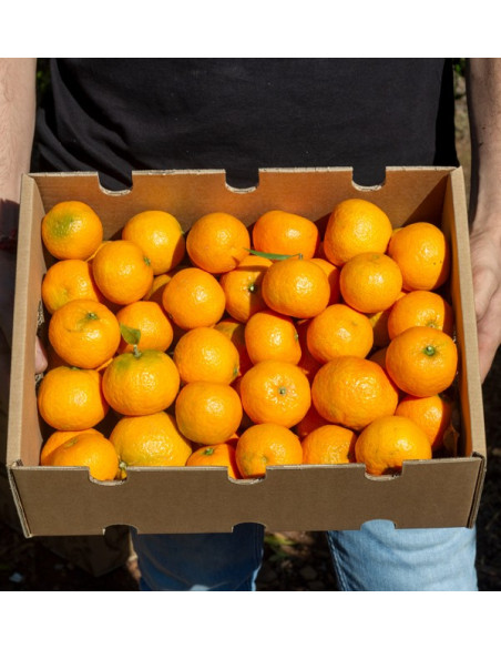 Mandarinas Clementinas | Comprar mandarinas online ahora