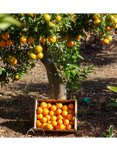 Acquista clementine online | Mandarini al miglior prezzo