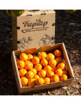 Tangerinas
