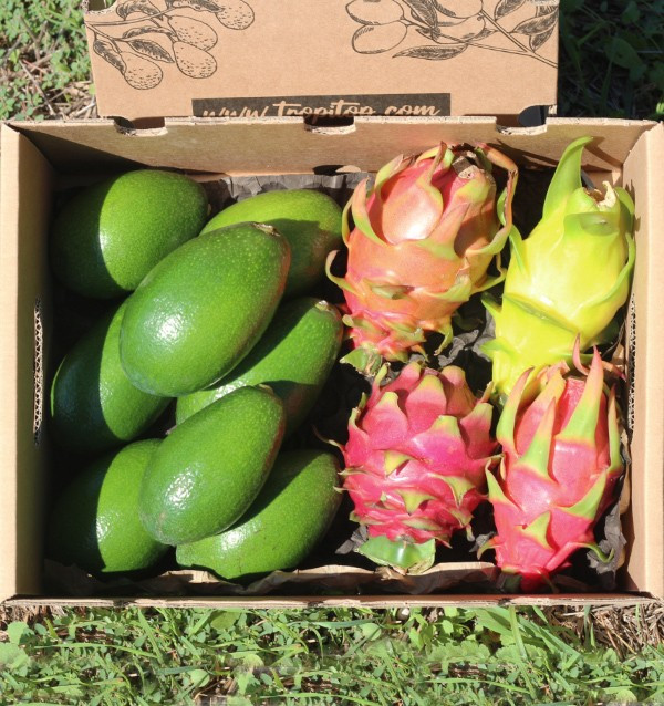 Abacate, pele lisa e pitahaya